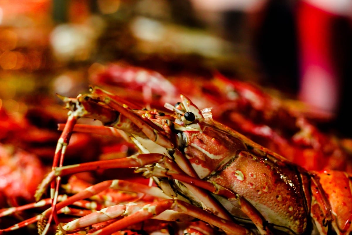 After lobster season wraps, rockfish season is not far behind!