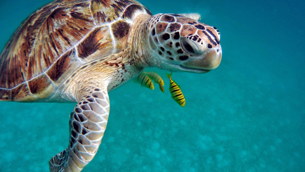 See sea turtles and more when you look for San Diego marine life