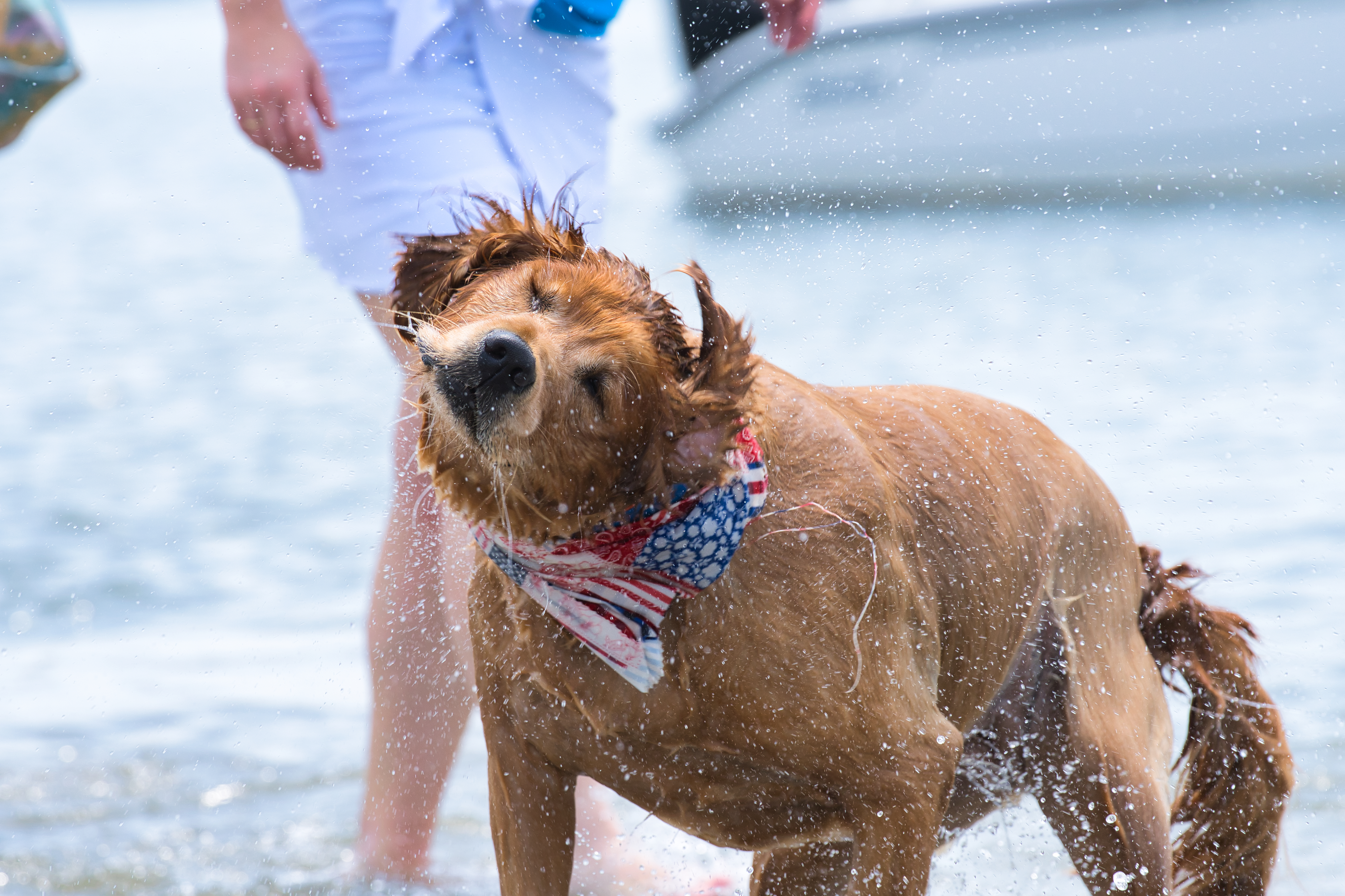 Dog Beach!