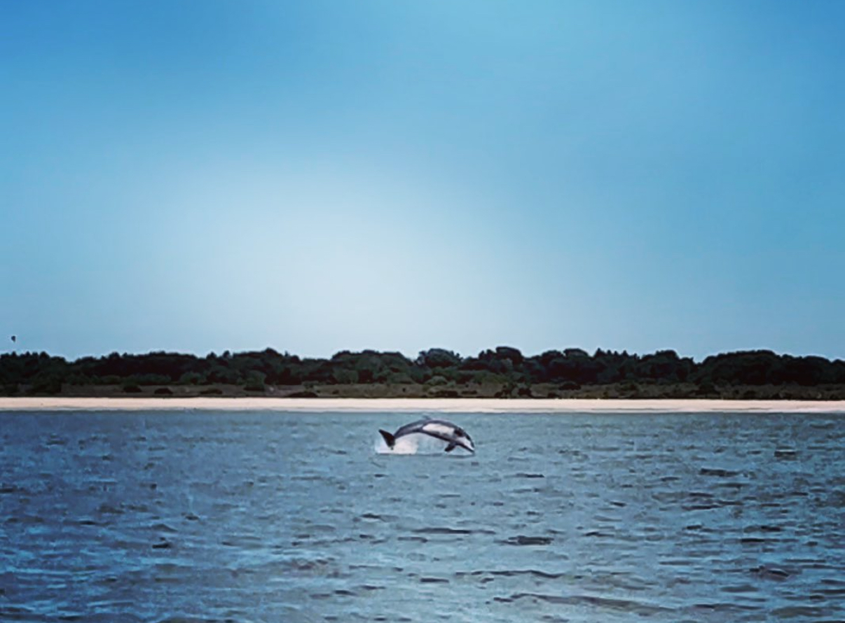 Whale & Dolphin Watching